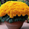 Earth Hopper Marigold African High Yield Hybrid Flower Seeds