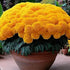 Earth Hopper Marigold African High Yield Hybrid Flower Seeds