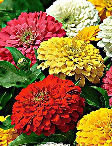 Saphirre Zinnia Hybrid Double Flower Seed