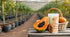 EATERY HARVEST Ripe Papaya Fruit Powder