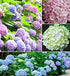 NooElec Seeds Hydrangea Flower Seeds