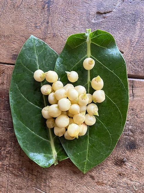 prakruthi RAW HERBS PHOOL MAHUA MAHUYA FLOWER MADHUCA INDICA (500GM)