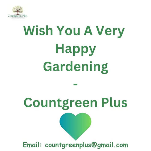 Countgreen Plus African Marigold Seeds