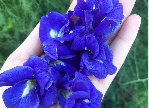 Vinca Art Aparajita Blue Single And Double Petals Flower Seeds