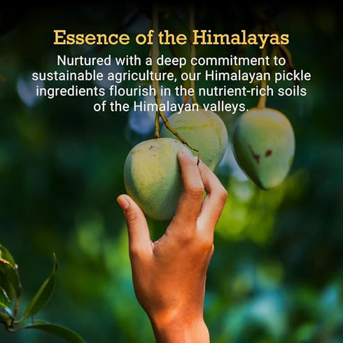 First Bud Organics Homemade Mango Pickle