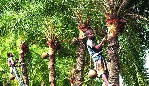 Bengal Made Khejur Gurer Patali | Date Palm Jaggery-500g