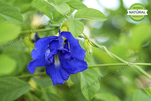 prakruthi shank pushpi powdre