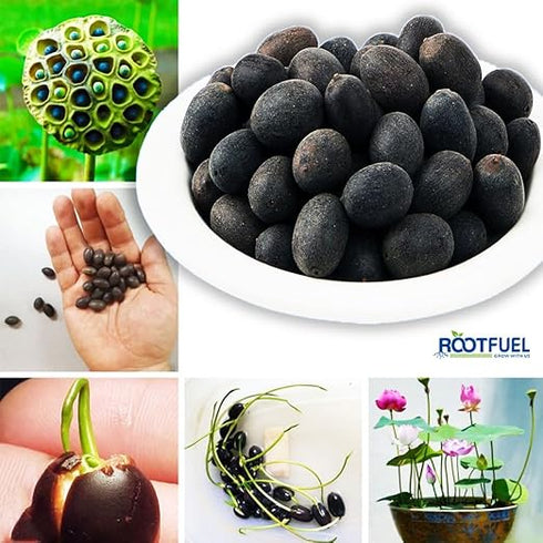 Lotus Flower Plant seeds
