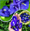 Vinca Art Aparajita Blue Single And Double Petals Flower Seeds