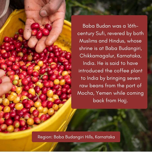 Toffee Coffee Roasters Baba Budangiri Whole Bean Coffee 1kg