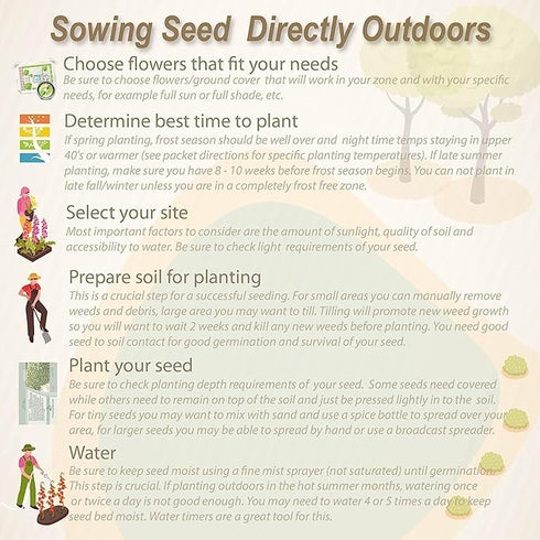 Sellify Rare Holland Rainbow Rose Flower Seeds