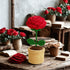 Handmade Crochet Red Rose Pot