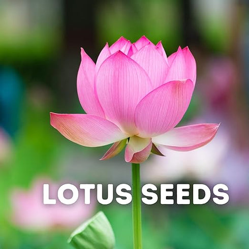 Lotus Flower Plant seeds