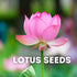 Lotus Flower Plant seeds