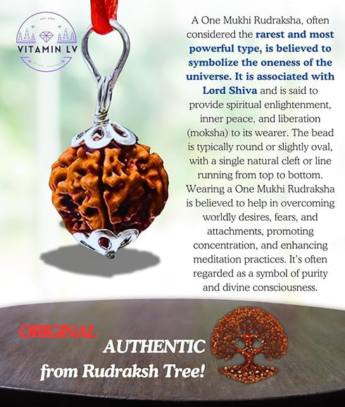 Rudraksh Chain (Big Size) / Rudraksha Mala (Big Size)