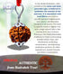Rudraksh Chain (Big Size) / Rudraksha Mala (Big Size)