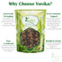 YUVIKA Makoy Makoh Solanum Nigrum - Black Night Shade