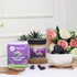 Tribalveda Combo Pack | Jamun Seed Powder