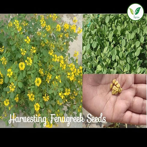 Agri Farm Iagrifarm Fenugreek (Methi) Cultivation Seeds
