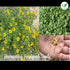 Agri Farm Iagrifarm Fenugreek (Methi) Cultivation Seeds