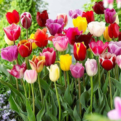 NooElec Mix Color Tulip Seeds Flower Seeds