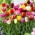 NooElec Mix Color Tulip Seeds Flower Seeds