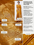 Vasthrlay Banarasi Tanchui Traditional