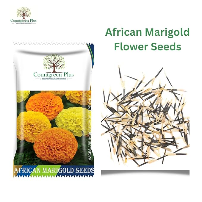 african marigold seed Countgreen Plus African Marigold Seeds – PUSHMYCART