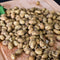 Healthy Master Tangy Mint Masala Peanut