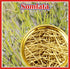 Jioo Organics Somlata Soma Ephedra Gerardiana 100gm