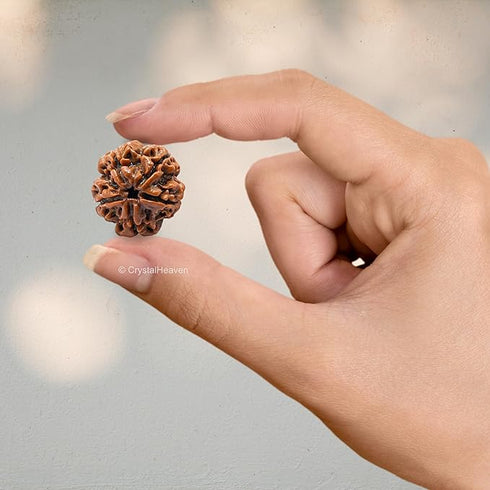 Crystal Heaven 5 Mukhi Rudraksha