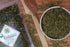 NatureVit Kasuri Methi