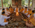 Tattvarupam Cow Dung Havan Kanda 30 Pcs