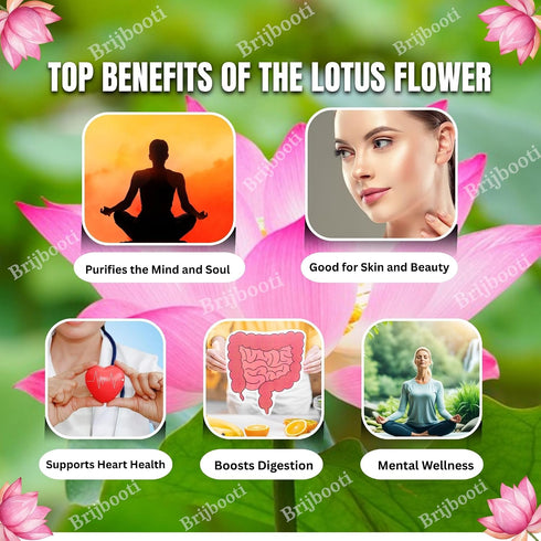 Brijbooti Kamal Seeds 40-50 Seeds | Lotus Flower Seeds