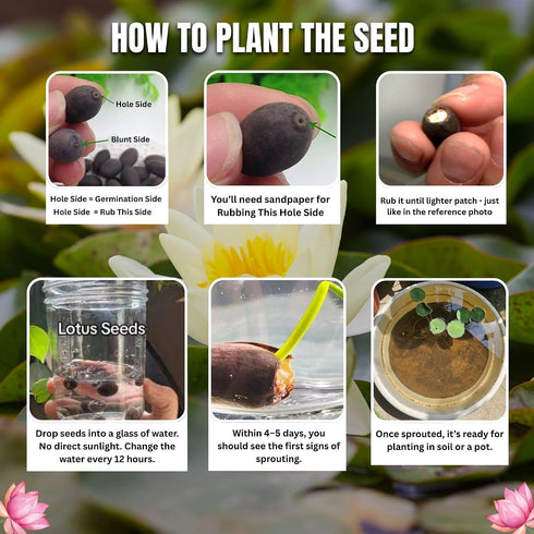 Brijbooti Kamal Seeds 40-50 Seeds | Lotus Flower Seeds