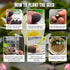 Brijbooti Kamal Seeds 40-50 Seeds | Lotus Flower Seeds