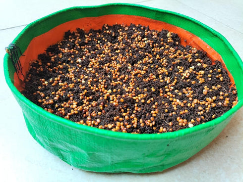 Seed Basket Complete Microgreens Growing Diy Kit