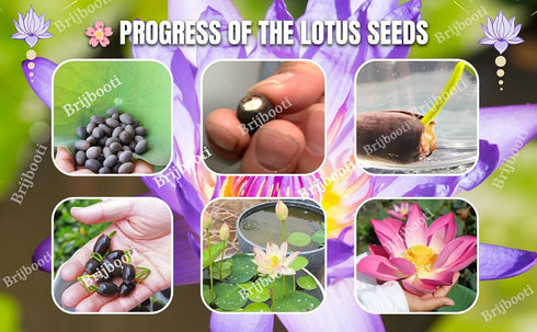 Brijbooti Kamal Seeds 40-50 Seeds | Lotus Flower Seeds
