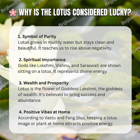 Brijbooti Kamal Seeds 40-50 Seeds | Lotus Flower Seeds