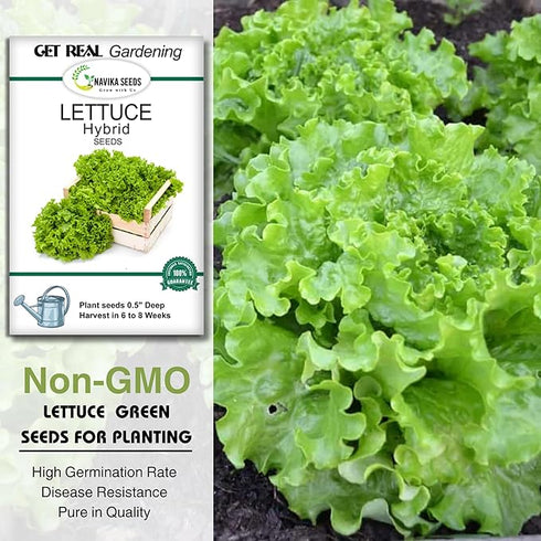 Navika Seeds Grow With Us Lettuce Green Hybrid Vegetable Seed