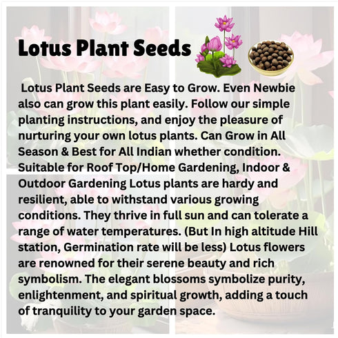 Lotus Flower Plant seeds
