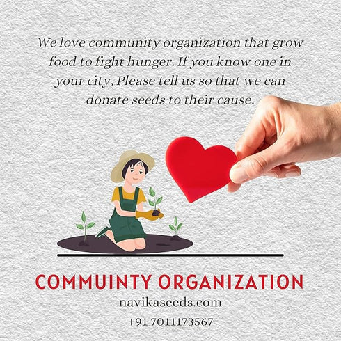 Navika Seeds Coriander Seeds