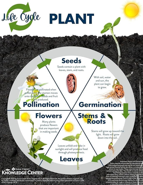 Earth Hopper Marigold African High Yield Hybrid Flower Seeds