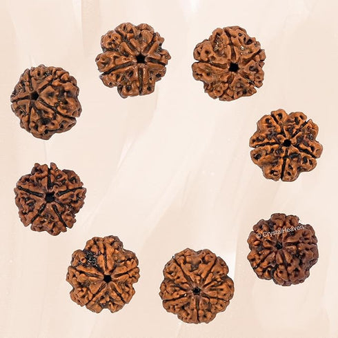Crystal Heaven 5 Mukhi Rudraksha