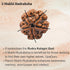 Crystal Heaven 5 Mukhi Rudraksha