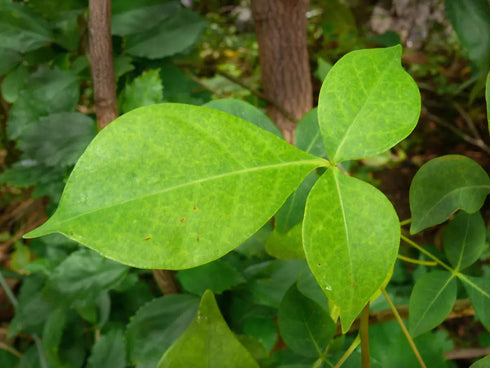 Bilwa | Beil | Bel Patra leaves