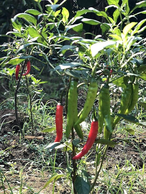 Telugu Pickles Green Chilli Pickle