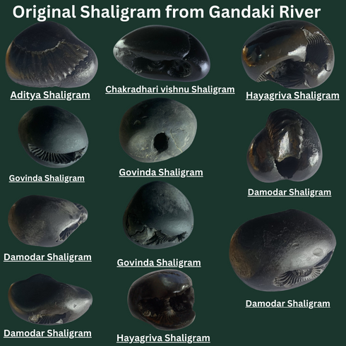 Govinda Shaligram from Gandaki River