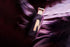 Naseem Amethyst Love Perfume