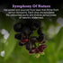 First Bird Organic Jamun Honey